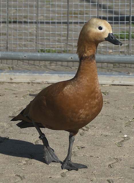 球展望学校