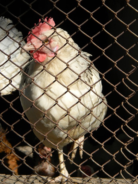 是欧洲足球 是欧洲足球